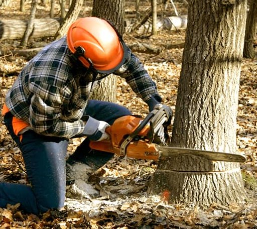 Tree Removal in Duluth, GA